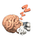 hersenen_slaap psycholoognet via ask
